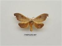 藏品(黃星凹緣天蛾)的圖片